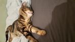 Nog 3 kittens beschikbaar - Kitten, Meerdere dieren, 0 tot 2 jaar
