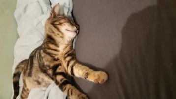 Nog 3 kittens beschikbaar - Kitten beschikbaar voor biedingen