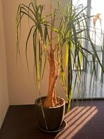 Yucca Kamerplant 120cm met Pot, Ophalen, 100 tot 150 cm, Halfschaduw, In pot