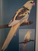 GEVRAAGD:  Bonte strogele Rosella man split lutino, Dieren en Toebehoren, Meerdere dieren, Parkiet