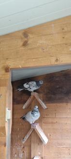 Boedapester hoogvliegers, Dieren en Toebehoren, Vogels | Duiven, Mannelijk, Overige soorten