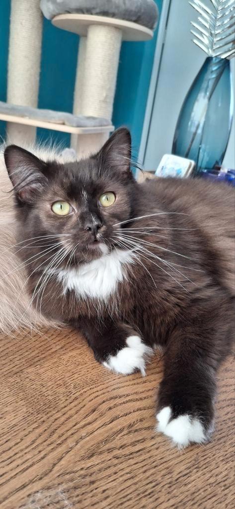 Ragdoll Herplaatser, broer en zus, Dieren en Toebehoren, Katten en Kittens | Raskatten | Langhaar, Kater, 0 tot 2 jaar, Met stamboom