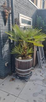 2 Palmen & 1 Yuka - Mooie planten voor tuin of terras!, Volle zon, Vaste plant, Bloeit niet, Ophalen