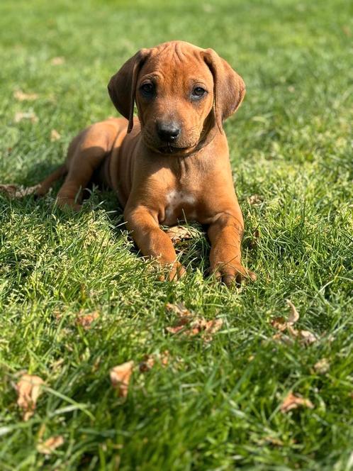 Rhodesian Ridgeback pups met stamboom. Prijs € 1100,00, Dieren en Toebehoren, Honden | Jack Russells en Terriërs, Meerdere dieren