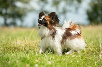 Papillon vlinderhondje met stamboom dekreu getest  beschikbaar voor biedingen
