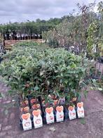 Laagstam fruitbomen, appels, peren, pruimen,kersen, Ophalen, Minder dan 100 cm, Lente, Volle zon