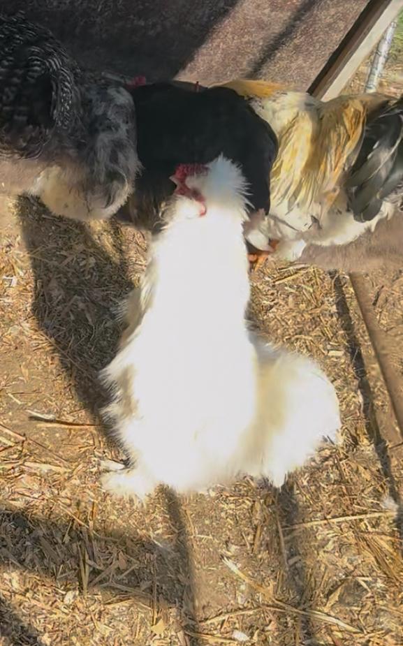 Zijdehoen haantje dringend weg, Dieren en Toebehoren, Pluimvee, Kip, Mannelijk