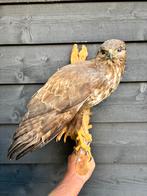 Buizerd, Ophalen, Gebruikt, Vogel, Opgezet dier