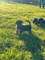 Super schattige Jackrussel puppies!, Dieren en Toebehoren, Honden | Jack Russells en Terriërs, Jack Russell Terriër, 8 tot 15 weken