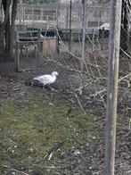 Sneeuwgansen, Mannelijk, Kip