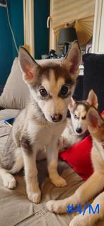 Prachtige husky-puppy's, Dieren en Toebehoren, Reu, 8 tot 15 weken, Poolhond, Meerdere