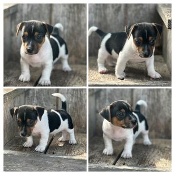 Prachtige Jack Russell pups te koop  beschikbaar voor biedingen