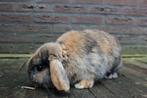2 jonge hangoordwergen te koop, Dieren en Toebehoren, Konijnen, Mannelijk, Dwerg, Hangoor, 0 tot 2 jaar