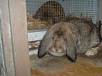 Franse Hangoor, Dieren en Toebehoren, Konijnen, Mannelijk, Groot, Hangoor, 0 tot 2 jaar