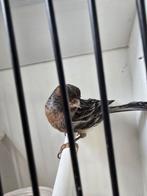 Kanarie zwart rood mozaiek man, Dieren en Toebehoren, Vogels | Overige Vogels, Mannelijk