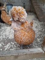Gezocht; Padua / Kuifhoen wit haantje, Dieren en Toebehoren, Mannelijk, Kip