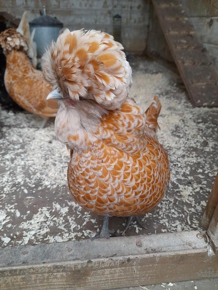 Gezocht; Padua / Kuifhoen wit haantje, Dieren en Toebehoren, Pluimvee, Kip, Mannelijk