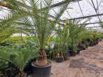 Grote Phoenix canariensis palmbomen, Ophalen, Zomer, Volle zon, Palmboom