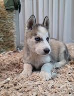 Siberische husky pup, Dieren en Toebehoren, Honden | Poolhonden, Keeshonden en Oertypen, 15 weken tot 1 jaar, Eén hond, Nederland