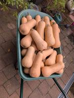 Flespompoenen, Ophalen