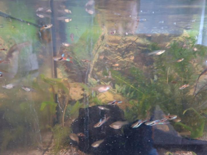 Endler guppen, Dieren en Toebehoren, Vissen | Aquariumvissen, Zoetwatervis, Vis, Schoolvis