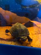 Muskus schilpad, Dieren en Toebehoren, Schildpad