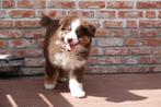 Prachtige Australische herder pups (Australian shepherd), Dieren en Toebehoren, Honden | Herdershonden en Veedrijvers, België