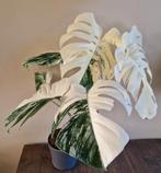 Monstera Deliciosa Full & Half Moon Variegata, Huis en Inrichting, Kamerplanten, Ophalen of Verzenden