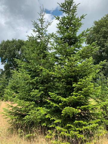 Grote Nordmann kerstbomen 5 m  20 stuks vers van het land! beschikbaar voor biedingen