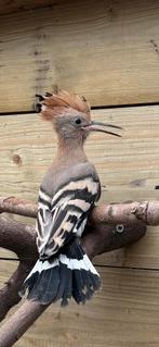 Europese Hoppen, Dieren en Toebehoren, Vogels | Overige Vogels, Geslacht onbekend, Wildzangvogel, Geringd