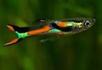 Poecilia endleri / Endler guppy, Dieren en Toebehoren, Vissen | Aquariumvissen, Vis