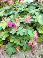 Nog 2 stekjes Ooievaatsbek-Geranium macrorrhizum, €1,75 ps, Tuin en Terras, Planten | Tuinplanten, Volle zon, Eenjarig, Zomer