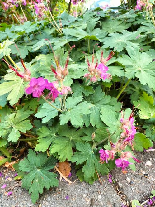 Nog 2 stekjes Ooievaatsbek-Geranium macrorrhizum, €1,75 ps, Tuin en Terras, Planten | Tuinplanten, Eenjarig, Overige soorten, Volle zon
