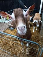 Dek bok hoornloze toggenburger geit geiten, Dieren en Toebehoren, Schapen, Geiten en Varkens