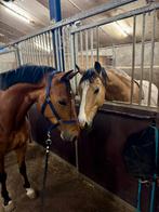 Bijrijder sportpony gezocht, Diensten en Vakmensen, Dieren | Paarden | Verzorging, Oppas en Les