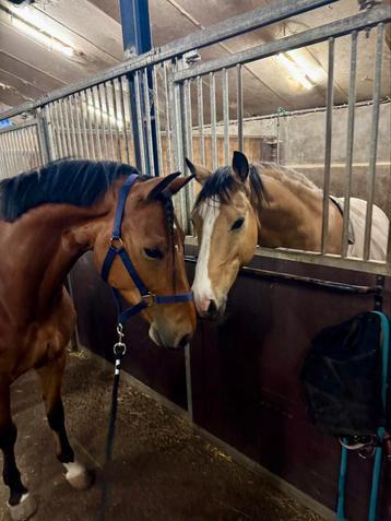 Bijrijder sportpony gezocht beschikbaar voor biedingen