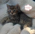 🐱Prachtige kittens💘, Dieren en Toebehoren, Katten en Kittens | Overige Katten, Meerdere dieren, Kortharig, 0 tot 2 jaar