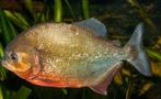 Piranha!!, Dieren en Toebehoren, Vis