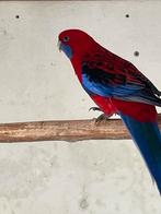 Penant Rosella man, Mannelijk, Parkiet, Geringd