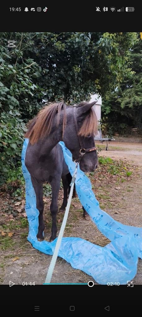 Apalousa hengst, Ophalen of Verzenden, Nieuw