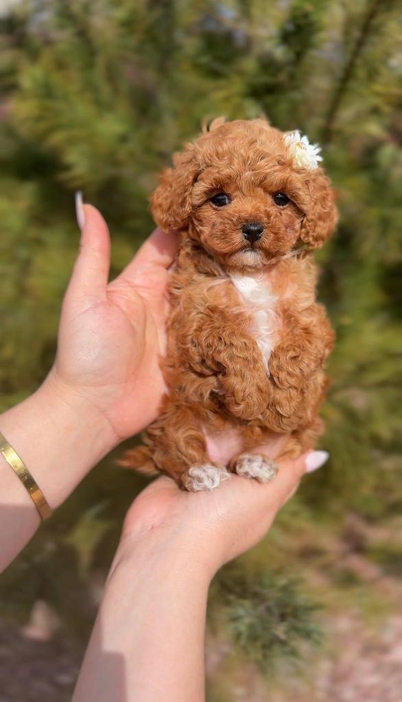 Teefje Toy Poodle Puppys | Maltipoo, Toy Poedel Pup, Dieren en Toebehoren, Honden | Chihuahua's en Gezelschapshonden, Poedel, Fokker | Hobbymatig
