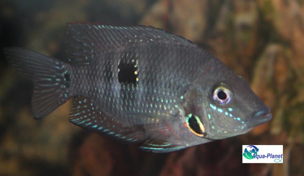 Vuurkeelcichlide "Small", Vis, Zoetwatervis