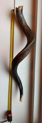 KUDU SHOFAR 77CM, Ophalen of Verzenden