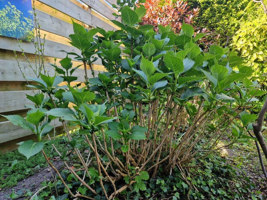 Grote, mooie hortensia., Verzenden, Overige soorten, Halfschaduw