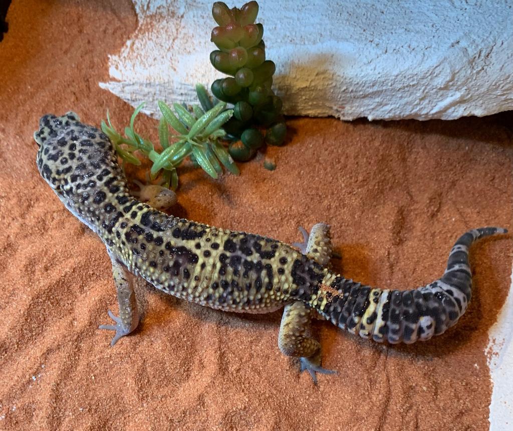 Luipaard gekko / gecko Snow male, Hagedis, 0 tot 2 jaar