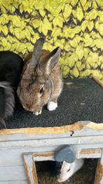 Baby konijntje, Dieren en Toebehoren, Konijnen, Vrouwelijk, Dwerg