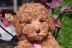 Poedel pups mooi klein blijvend, Poedel, België, 8 tot 15 weken, Meerdere