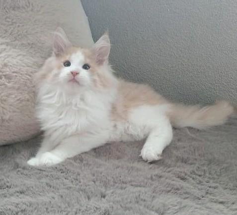 ️ 🩷 3 Prachtige mainecoon  xl kittens  Maine coons💙, Dieren en Toebehoren, Katten en Kittens | Raskatten | Langhaar, Meerdere dieren