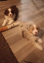 Lieve Australian Shepherd pups, 8 tot 15 weken, Meerdere, Meerdere dieren, Herder