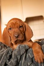Mooie Vizsla pups te koop. Enkel nog reutjes, Dieren en Toebehoren, Nederland, Parvo, Overige rassen, 8 tot 15 weken